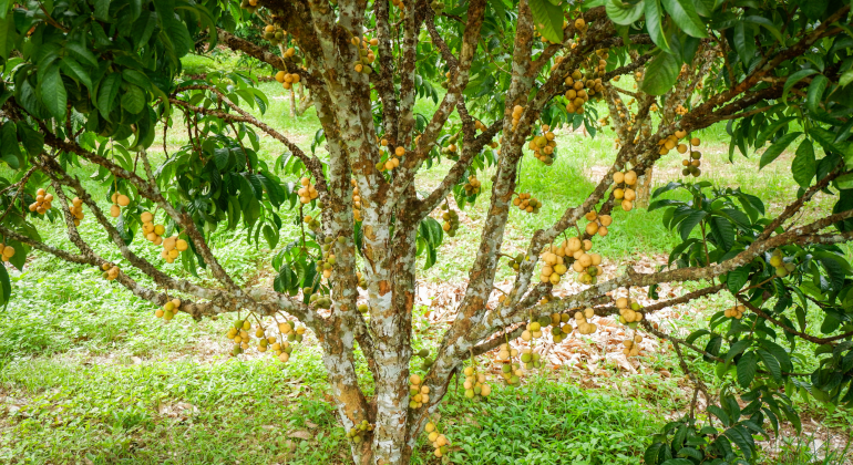 BAGAIMANA MENGATASI DUKU YANG LAMA BERBUAH?