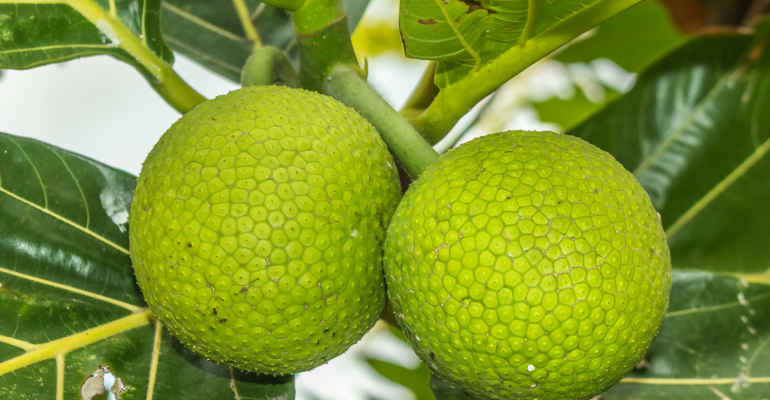 BENARKAH SUKUN DAPAT MENJADI ALTERNATIF PANGAN PENGGANTI BERAS?