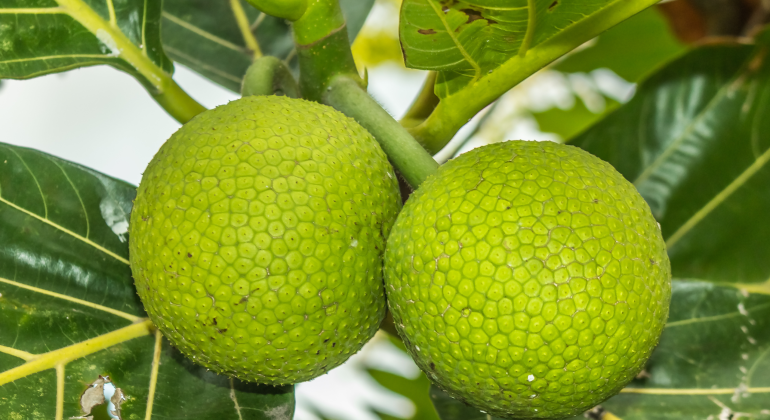 BENARKAH SUKUN DAPAT MENJADI ALTERNATIF PANGAN PENGGANTI BERAS?