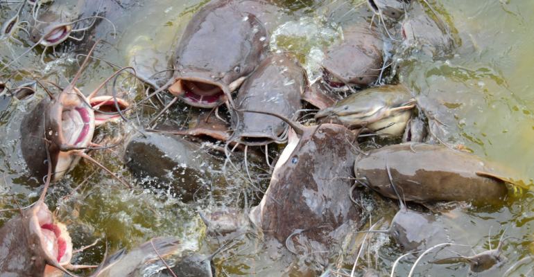 PENGOBATAN EFEKTIF LELE DUMBO MAS MENGGUNAKAN LIDAH BUAYA