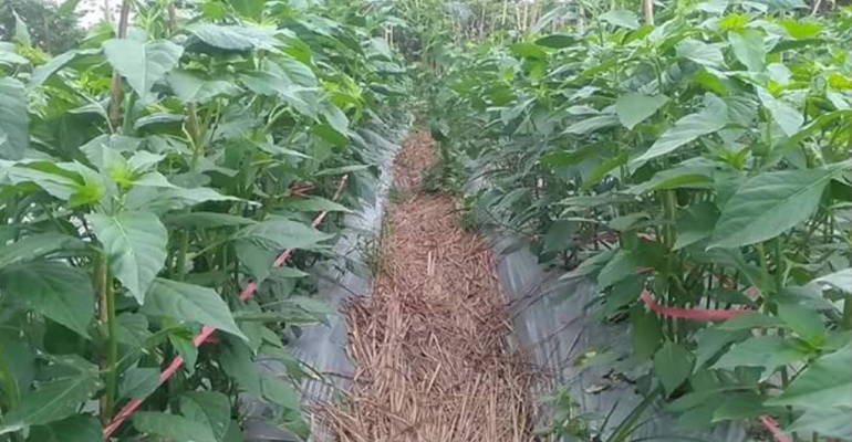 TANAMAN BISA “SALING GANGGU” KENALI DAMPAK ALELOPATI DI LAHAN PERTANIAN!