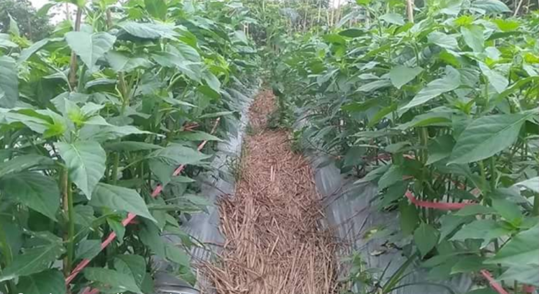 TANAMAN BISA “SALING GANGGU” KENALI DAMPAK ALELOPATI DI LAHAN PERTANIAN!