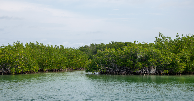 LEBIH DARI SEKEDAR POHON PANTAI, PENOPANG PRODUKTIVITAS PERIKANAN