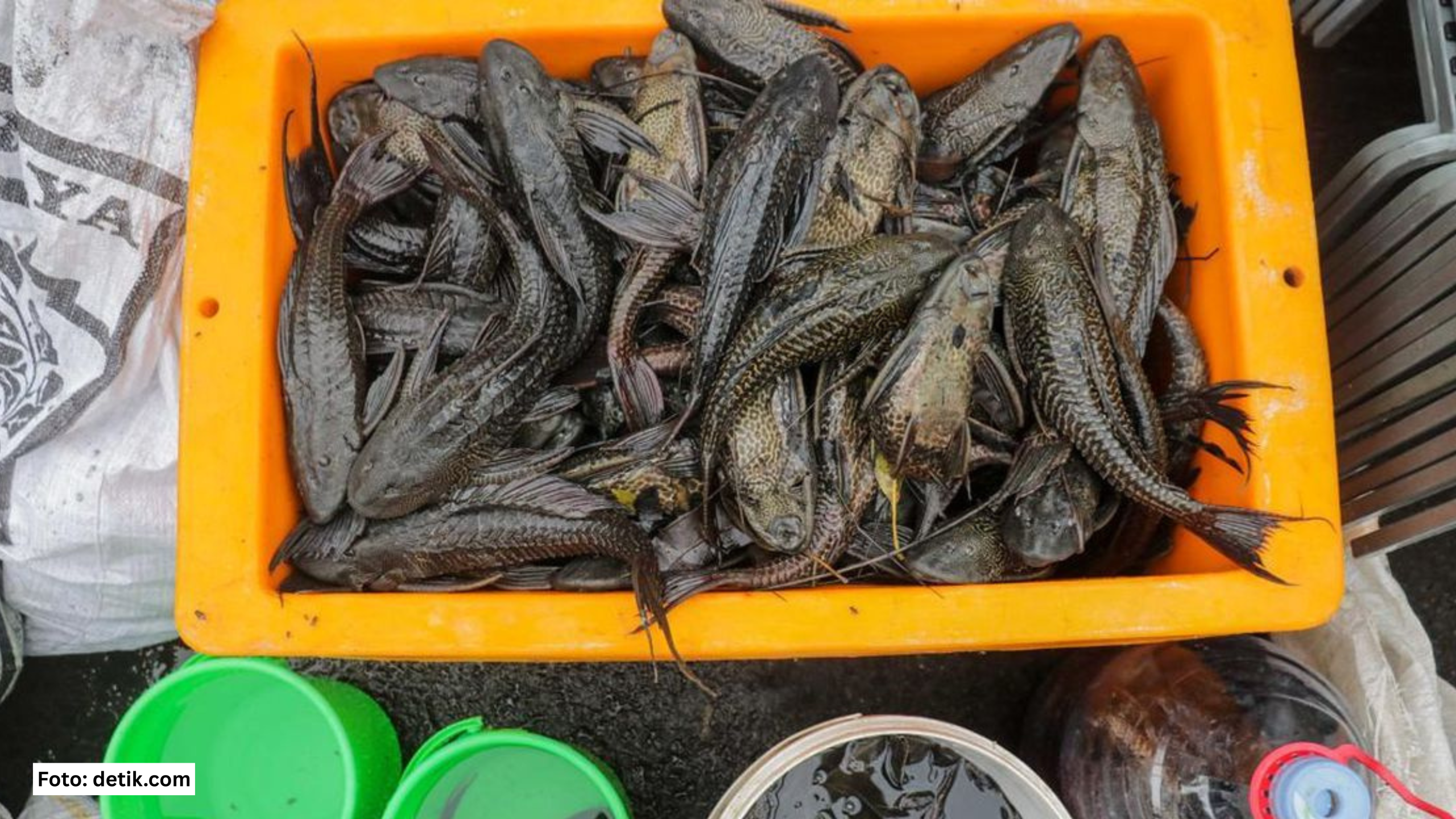 IKAN SAPU-SAPU: SI INVASIF YANG MERUSAK ALAM DAN MENGANCAM KESEHATAN KITA