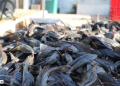 IKAN SAPU-SAPU: SI INVASIF YANG MERUSAK ALAM DAN MENGANCAM KESEHATAN KITA