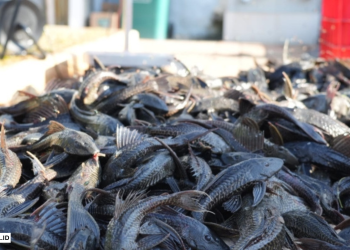 IKAN SAPU-SAPU: SI INVASIF YANG MERUSAK ALAM DAN MENGANCAM KESEHATAN KITA