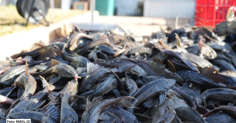 IKAN SAPU-SAPU: SI INVASIF YANG MERUSAK ALAM DAN MENGANCAM KESEHATAN KITA