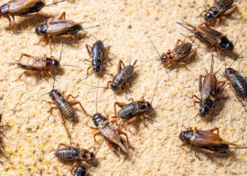 Kumpulan serangga jankrik, Sumber: iStock - credit: Amnat Jomjun