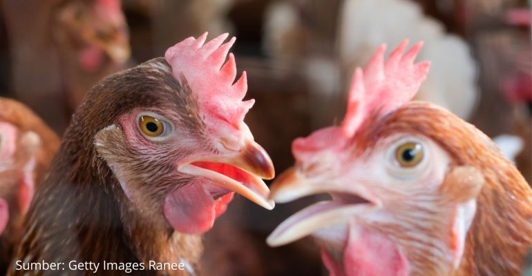 CUACA EKSTREM BIKIN PRODUKSI TELUR ANJLOK, BAGAIMANA CARA MENGATASINYA