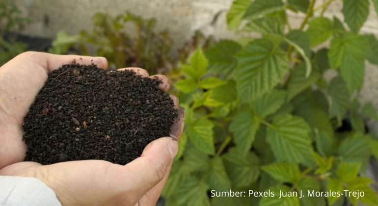 JANGAN SALAH TAKAR! BEGINI CARA MEMBUAT PUPUK KOHE DENGAN EM4 YANG BENAR