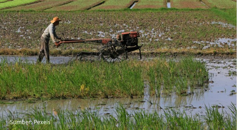 Bagaimana Cara Menggemburkan Tanah Liat Tanpa Mencangkul
