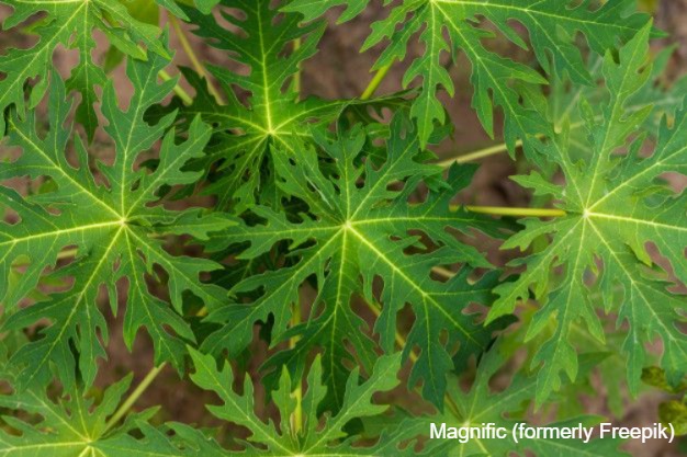 JANGAN BUANG DAUN PEPAYA! TERNYATA PUNYA 5 MANFAAT LUAR BIASA UNTUK PERTANIAN DAN KESEHATAN