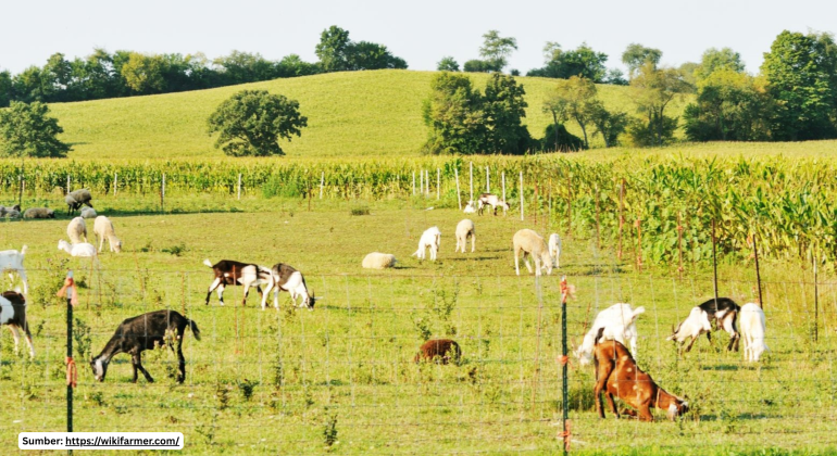Agroekologi: Solusi Pertanian yang Produktif Sekaligus Ramah Lingkungan