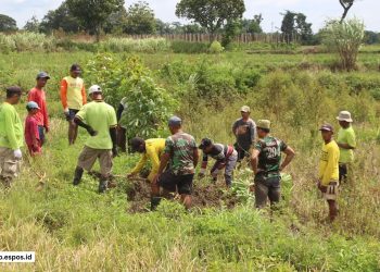GROPYOKAN TIKUS: KEKUATAN GOTONG ROYONG PETANI DALAM MELINDUNGI PANEN