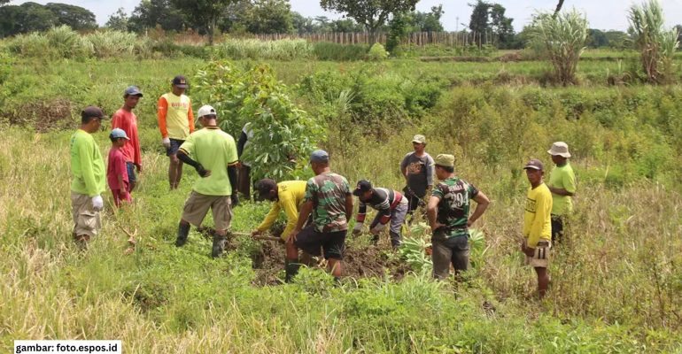 GROPYOKAN TIKUS: KEKUATAN GOTONG ROYONG PETANI DALAM MELINDUNGI PANEN