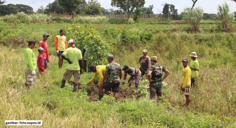 GROPYOKAN TIKUS: KEKUATAN GOTONG ROYONG PETANI DALAM MELINDUNGI PANEN
