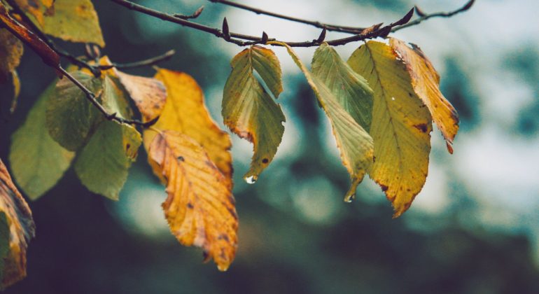 APAKAH DAUN POHON SRIKAYA YANG KUNING DAN LAYU MASIH DAPAT DISELAMATKAN