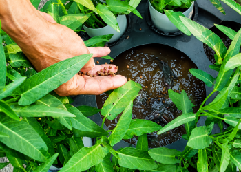 https://trubus.id/budikdamber-kangkung-di-atas-lele-di-bawah/