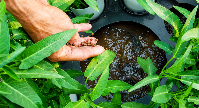 https://trubus.id/budikdamber-kangkung-di-atas-lele-di-bawah/
