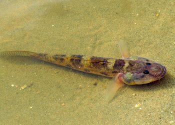 IKAN GABUS: KEKAYAAN PERAIRAN LOKAL CEGAH STUNTING MELALUI MPASI