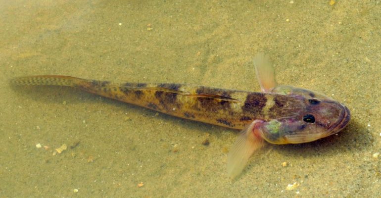 IKAN GABUS KEKAYAAN PERAIRAN LOKAL CEGAH STUNTING MELALUI MPASI