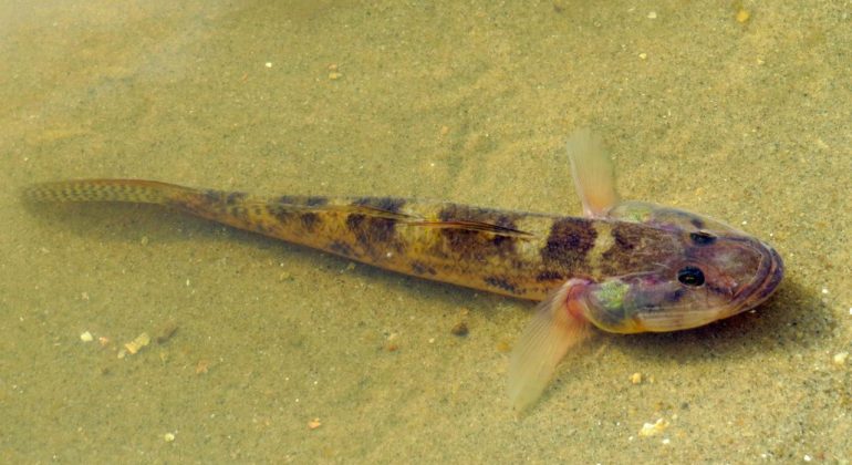 IKAN GABUS KEKAYAAN PERAIRAN LOKAL CEGAH STUNTING MELALUI MPASI