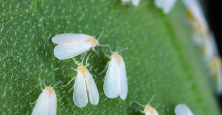 MUSUH TAK TERLIHAT DI BALIK DAUN CABAI MENGENAL KUTU KEBUL SI PENYEBAR VIRUS