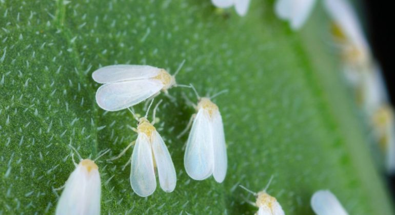 MUSUH TAK TERLIHAT DI BALIK DAUN CABAI MENGENAL KUTU KEBUL SI PENYEBAR VIRUS