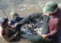 APAKAH BUDIDAYA IKAN BANDENG BISA DILAKUKAN TANPA MENGGUNAKAN PAKAN KIMIA?