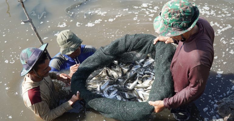 APAKAH BUDIDAYA IKAN BANDENG BISA DILAKUKAN TANPA MENGGUNAKAN PAKAN KIMIA?