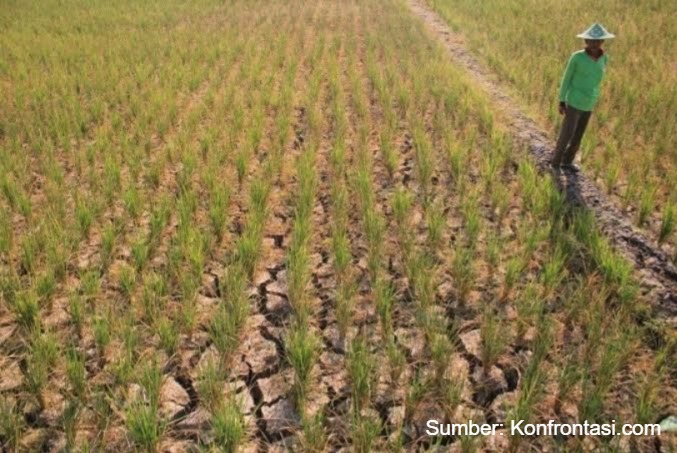PERUBAHAN IKLIM MAKIN NYATA, BEGINI CARA PERTANIAN BERTAHAN