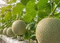 BAGAIMANA CARA MEMBUAT NUTRISI/PUPUK AB MIX MELON