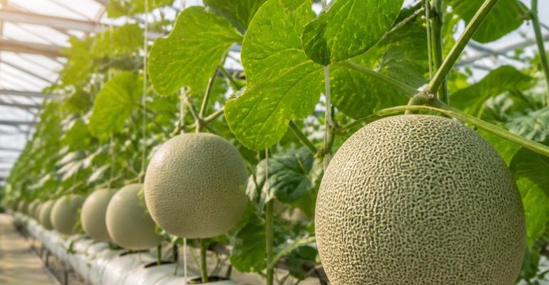 BAGAIMANA CARA MEMBUAT NUTRISIPUPUK AB MIX MELON