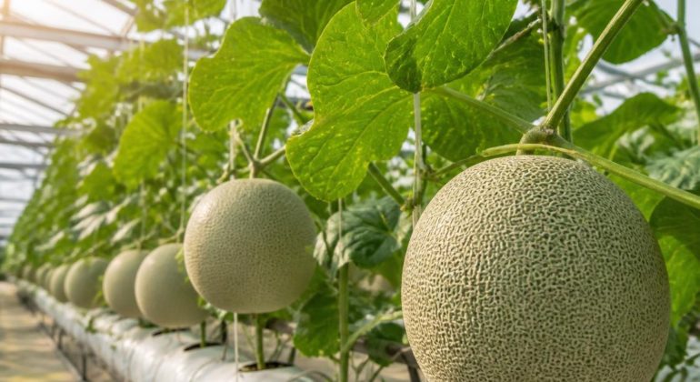 BAGAIMANA CARA MEMBUAT NUTRISIPUPUK AB MIX MELON