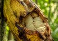 CUKUP DENGAN DUA BAHAN INI KAMU DAPAT MENGUSIR HAMA BUAH KAKAO