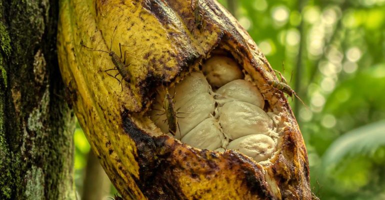 CUKUP DENGAN DUA BAHAN INI KAMU DAPAT MENGUSIR HAMA BUAH KAKAO