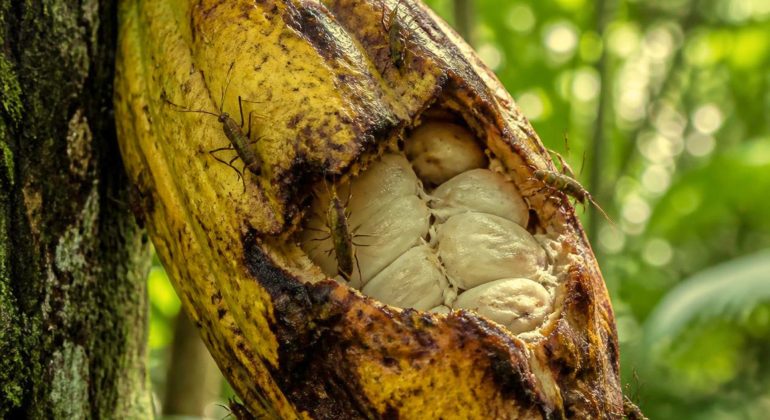 CUKUP DENGAN DUA BAHAN INI KAMU DAPAT MENGUSIR HAMA BUAH KAKAO