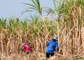 MENGEJAR SWASEMBADA GULA 2027: APA YANG HARUS DISIAPKAN PETANI TEBU?