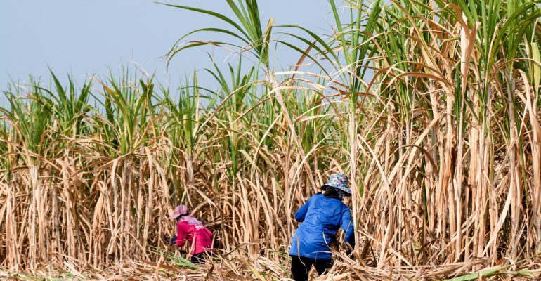 MENGEJAR SWASEMBADA GULA 2027: APA YANG HARUS DISIAPKAN PETANI TEBU?