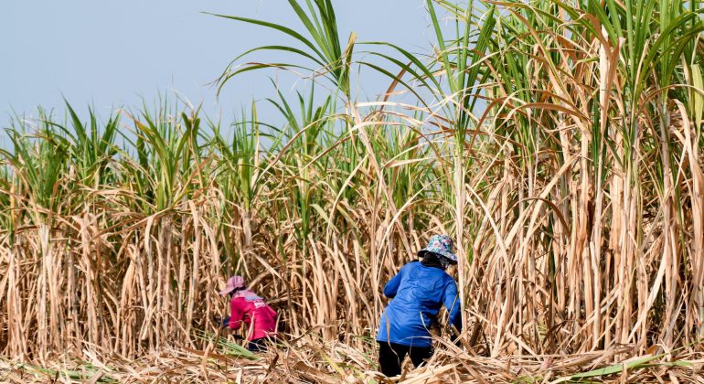 MENGEJAR SWASEMBADA GULA 2027: APA YANG HARUS DISIAPKAN PETANI TEBU?