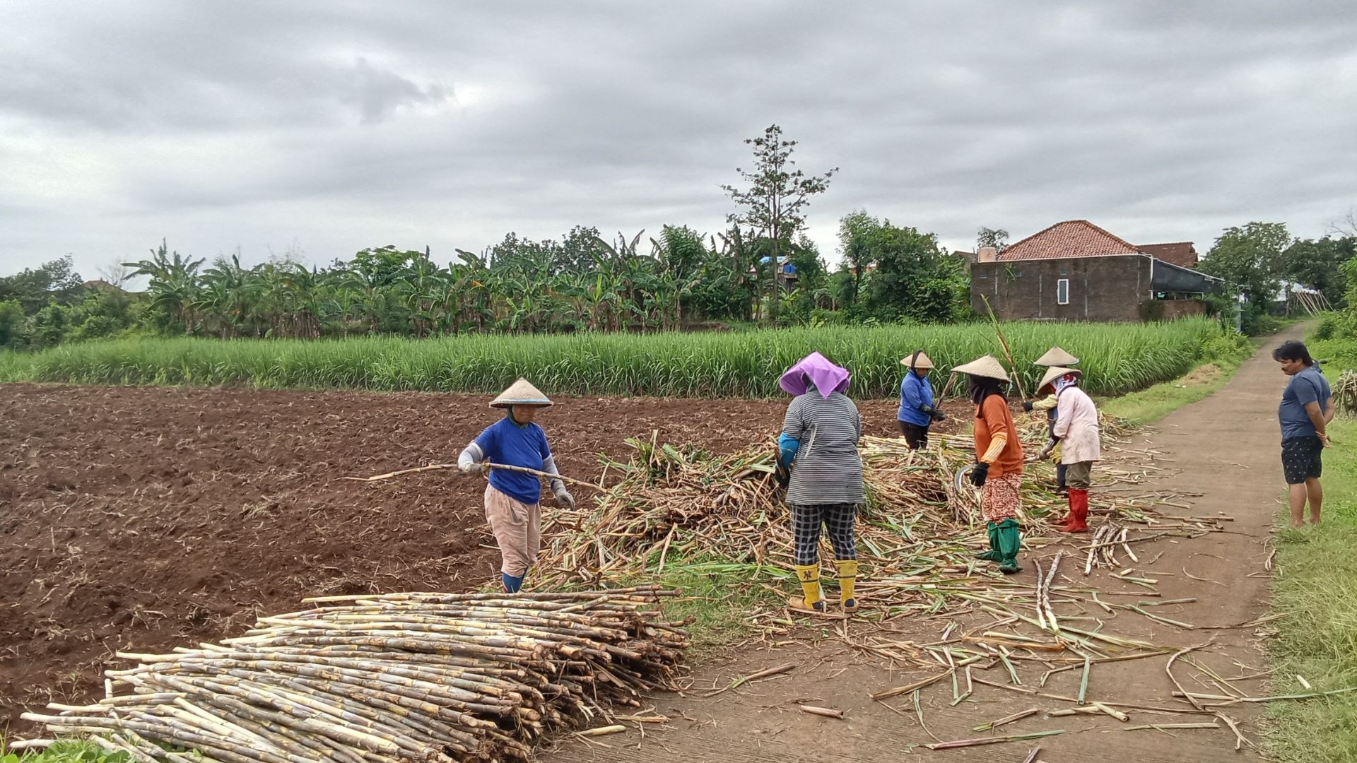 Daun kering atau klaras dibersihkan dari batang agar tebu bersih saat dikirim.