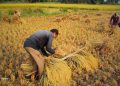 MENGUBAH HASIL PANEN MENJADI NILAI EKONOMI: STRATEGI HILIRISASI UNTUK MENINGKATKAN KESEJAHTERAAN PETANI LOKAL
