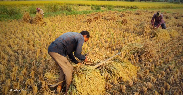 Mengubah Hasil Panen Menjadi Nilai Ekonomi Strategi Hilirisasi untuk Meningkatkan Kesejahteraan Petani Lokal