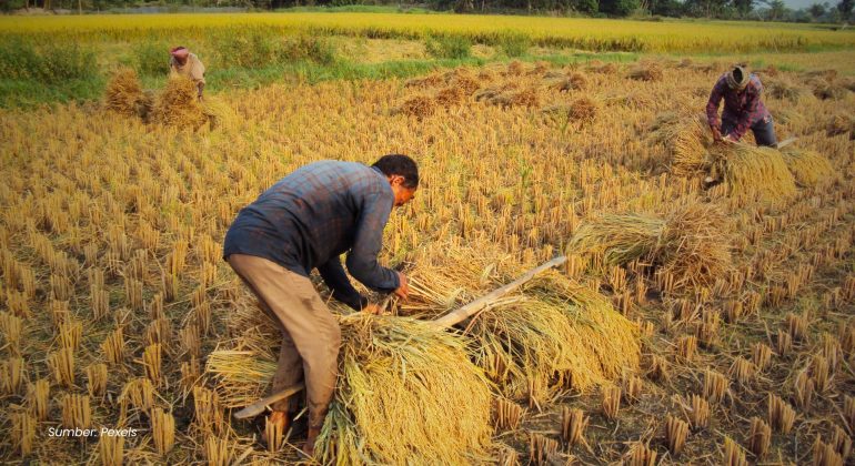 Mengubah Hasil Panen Menjadi Nilai Ekonomi Strategi Hilirisasi untuk Meningkatkan Kesejahteraan Petani Lokal