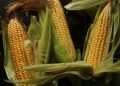 MENGAPA JAGUNG INDONESIA BUTUH BENIH YANG LEBIH ADAPTIF?