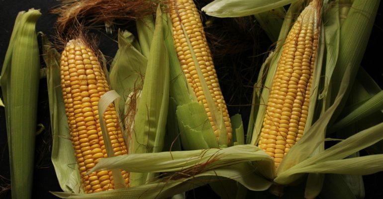 Mengapa Jagung Indonesia Butuh Benih Yang Lebih Adaptif?