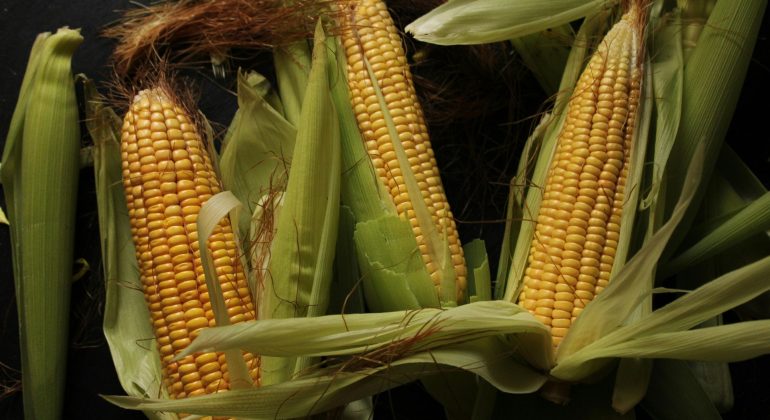 Mengapa Jagung Indonesia Butuh Benih Yang Lebih Adaptif?