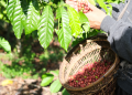 KOPI BISA TETAP PRODUKTIF SAAT KEMARAU? INI YANG PERLU DISIAPKAN PETANI!