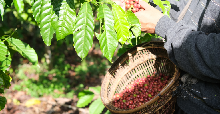 KOPI BISA TETAP PRODUKTIF SAAT KEMARAU? INI YANG PERLU DISIAPKAN PETANI!
