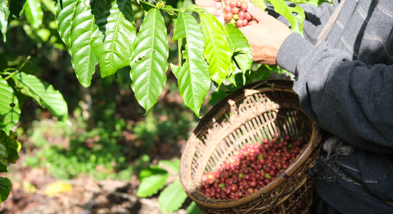 KOPI BISA TETAP PRODUKTIF SAAT KEMARAU? INI YANG PERLU DISIAPKAN PETANI!